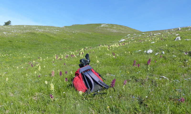 Orchidee a Campo Imperatore tra Medioevo e wilderness  primavera 2023